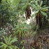 Plants: image 56 Of 117 Thumb